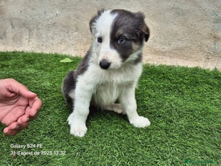 Border Collie perros en Madrid - Anuncio 6