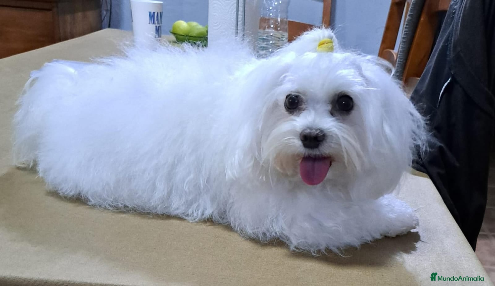 Morkie perros Morkie - Anuncio 1