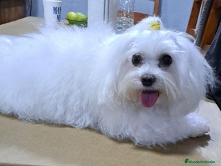 Morkie perros Morkie - Anuncio 1