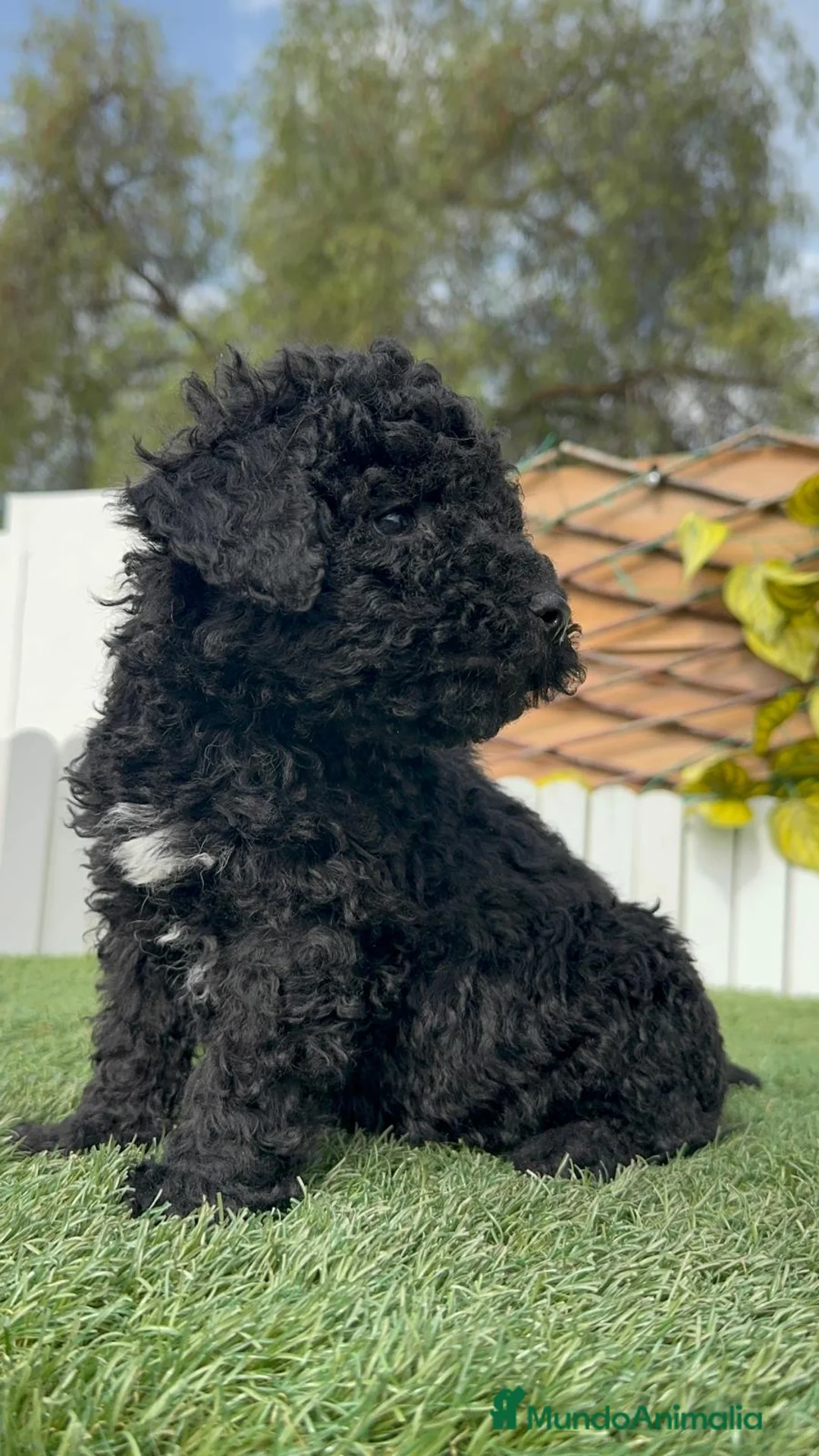 Perro de Agua Español perros en venta: PERRO DE AGUA ESPAÑOL - Anuncio 2