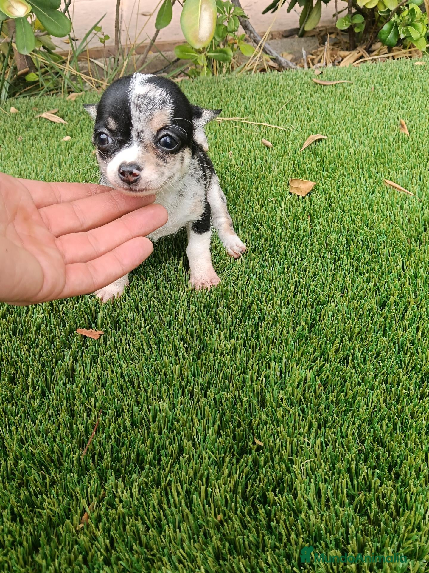 Chihuahua perros Exclusivo Chihuahua Merle - Anuncio 1