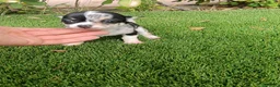 Chihuahua perros en venta: Exclusivo Chihuahua Merle - Anuncio 1