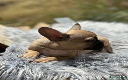 Bulldog Francés perros en venta: Bulldog francés fawn - Imagen 6