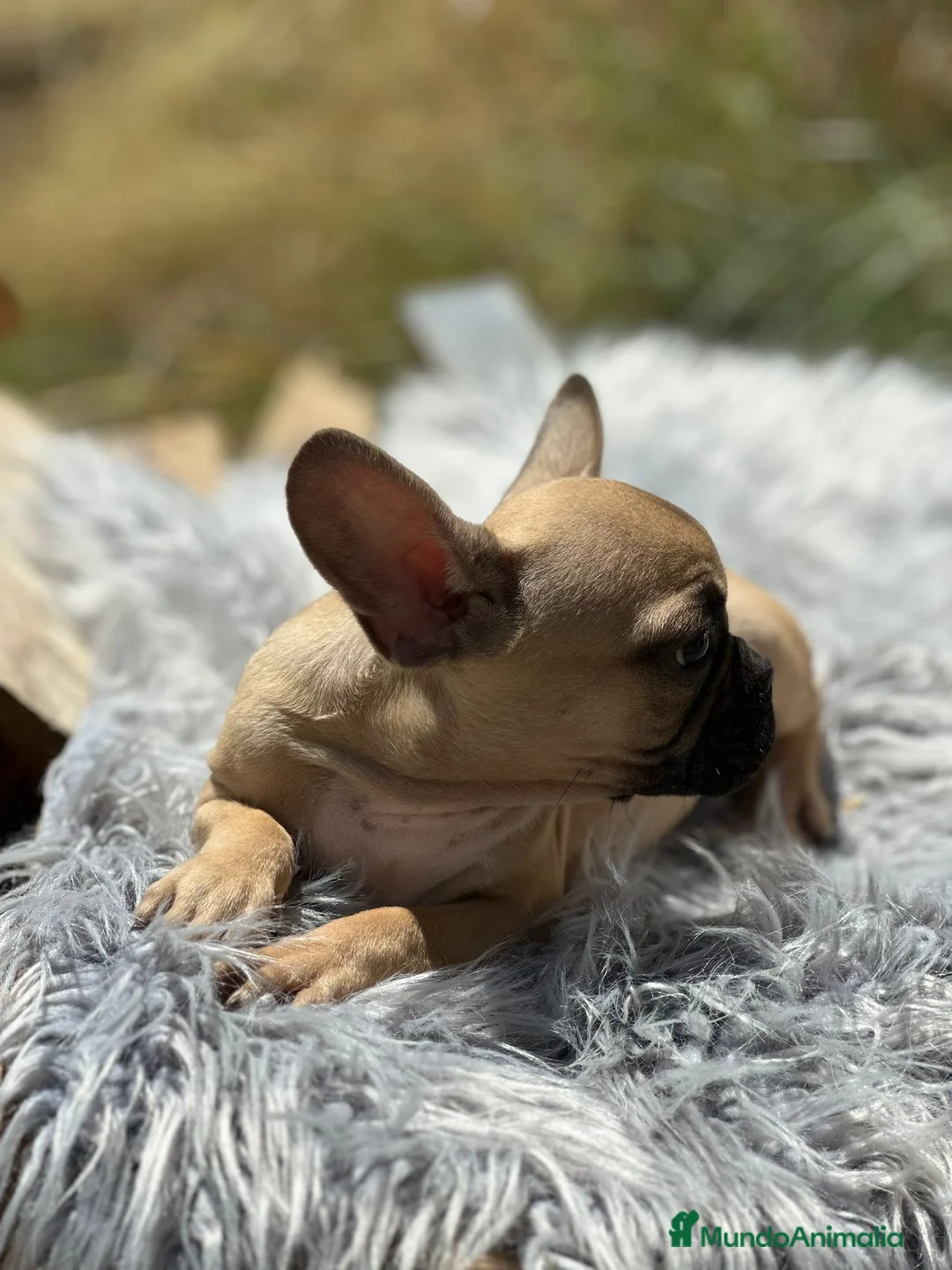 Bulldog Francés perros en venta: Bulldog francés fawn - Anuncio 6