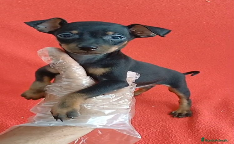 Pinscher Miniatura perros - Anuncio 1
