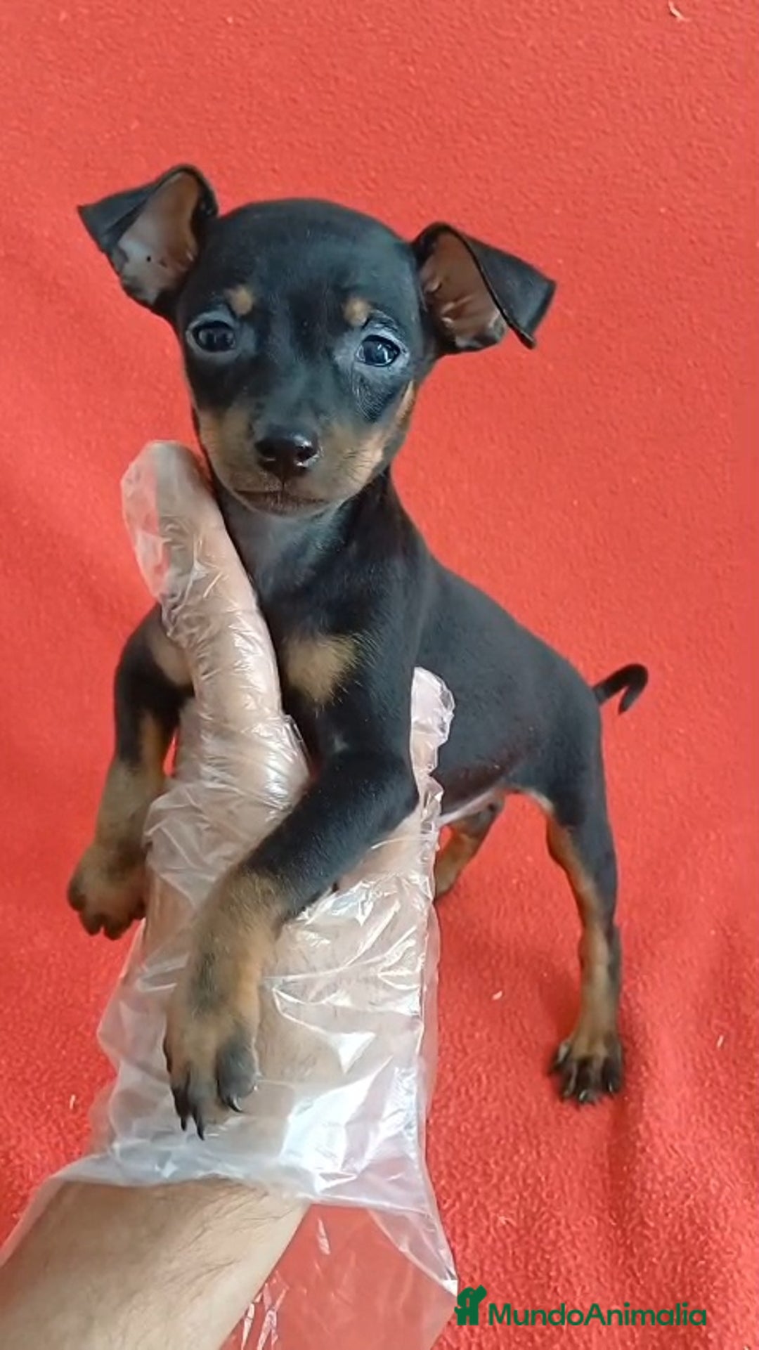 Pinscher Miniatura perros en venta: MiniPincher  - Imagen 1