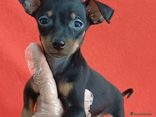 Pinscher Miniatura perros - Anuncio 18