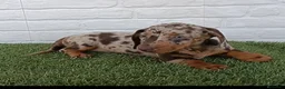 Teckel Miniatura perros en venta: Cachorro de Teckel arlequín chocolate miniatura  - Anuncio 4