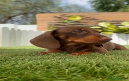 Teckel perros en venta: TECKEL HEMBRA CHOCOLATE MINIATURA  - Imagen 19