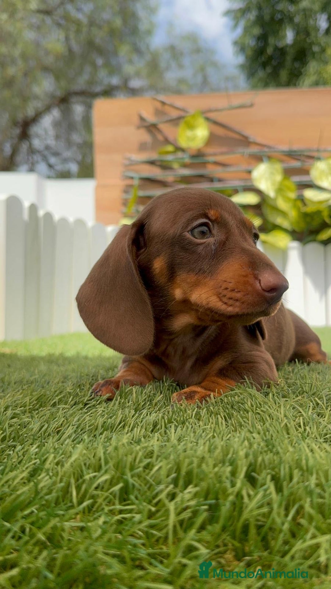 Teckel perros en venta: TECKEL HEMBRA CHOCOLATE MINIATURA  - Imagen 19