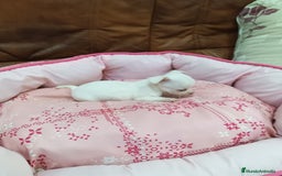 Chihuahua perros en venta: CHIHUAHUA TOY - Imagen 3