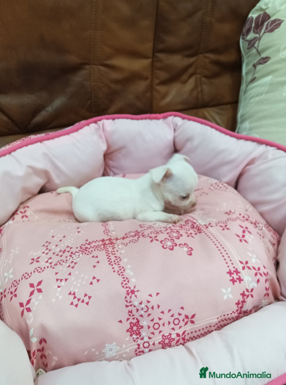 Chihuahua perros en venta: CHIHUAHUA TOY - Imagen 3