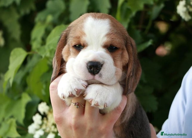 Beagle perros - Anuncio 5