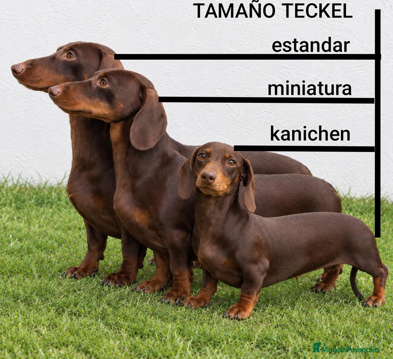 Teckel Miniatura perros Cachorritos de Teckel Kaninchen buscan hogar - Anuncio 2