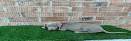Otras razas perros en venta: Bracos de weimar de calidad  - Anuncio 10