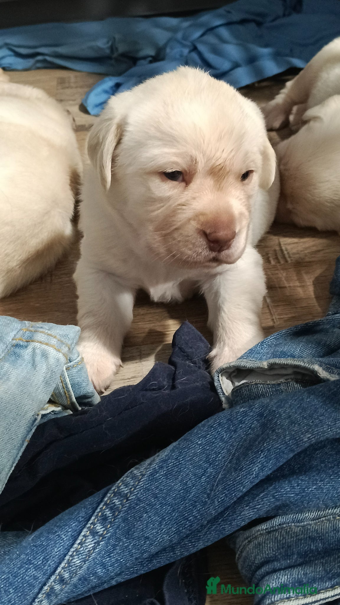 Labrador Retriever perros Labrador retriever dorado  - Anuncio 1