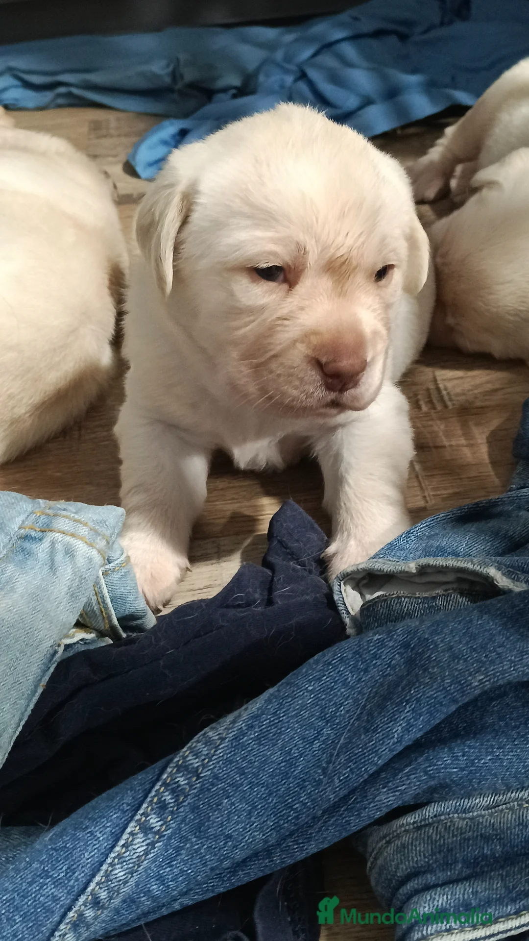 Labrador Retriever perros en venta: Labrador retriever dorado  - Anuncio 1