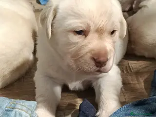 Labrador Retriever perros Labrador retriever dorado - Anuncio 1