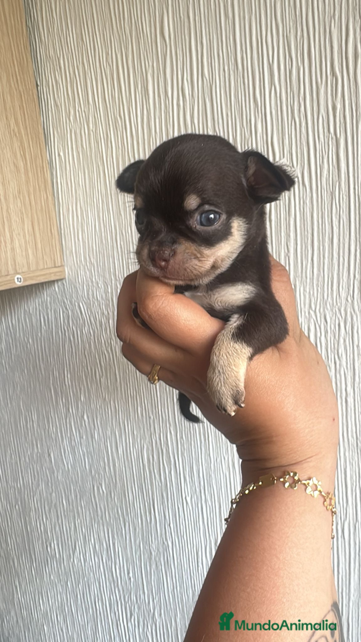 Chihuahua perros en venta: Chihuahua  mini toy  - Anuncio 4