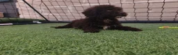 Perro de Agua Español perros en venta: Pda choco en Salamanca - Anuncio 3
