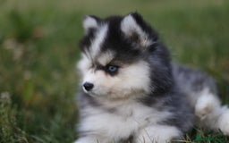 Pomsky perros en venta: Pomsky F4 Toy y minis  - Imagen 23