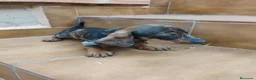 Teckel Miniatura perros en venta: Machito teckel rojo arlequín  - Anuncio 6