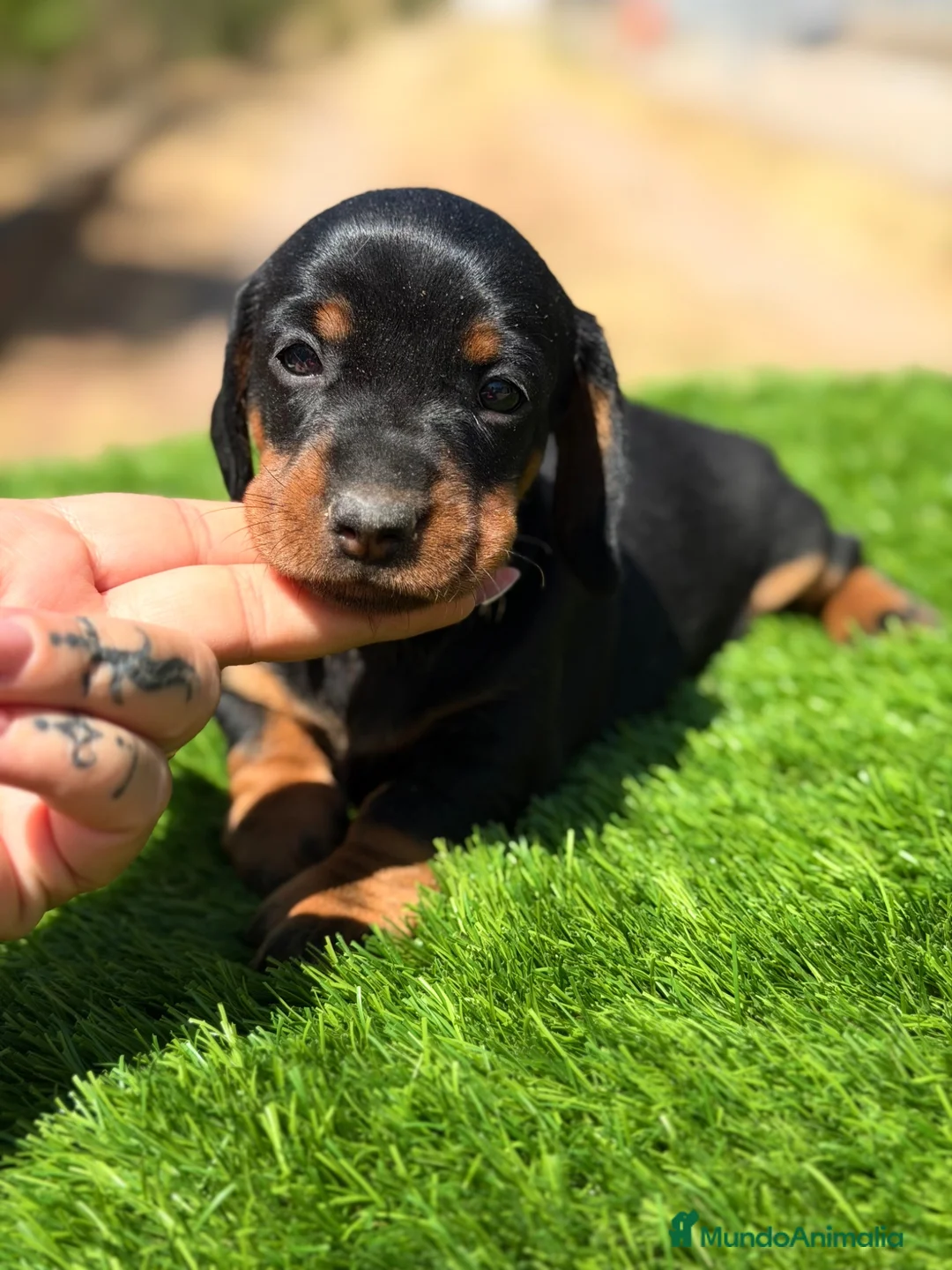 Teckel Miniatura perros en venta: Teckel mini  - Anuncio 1
