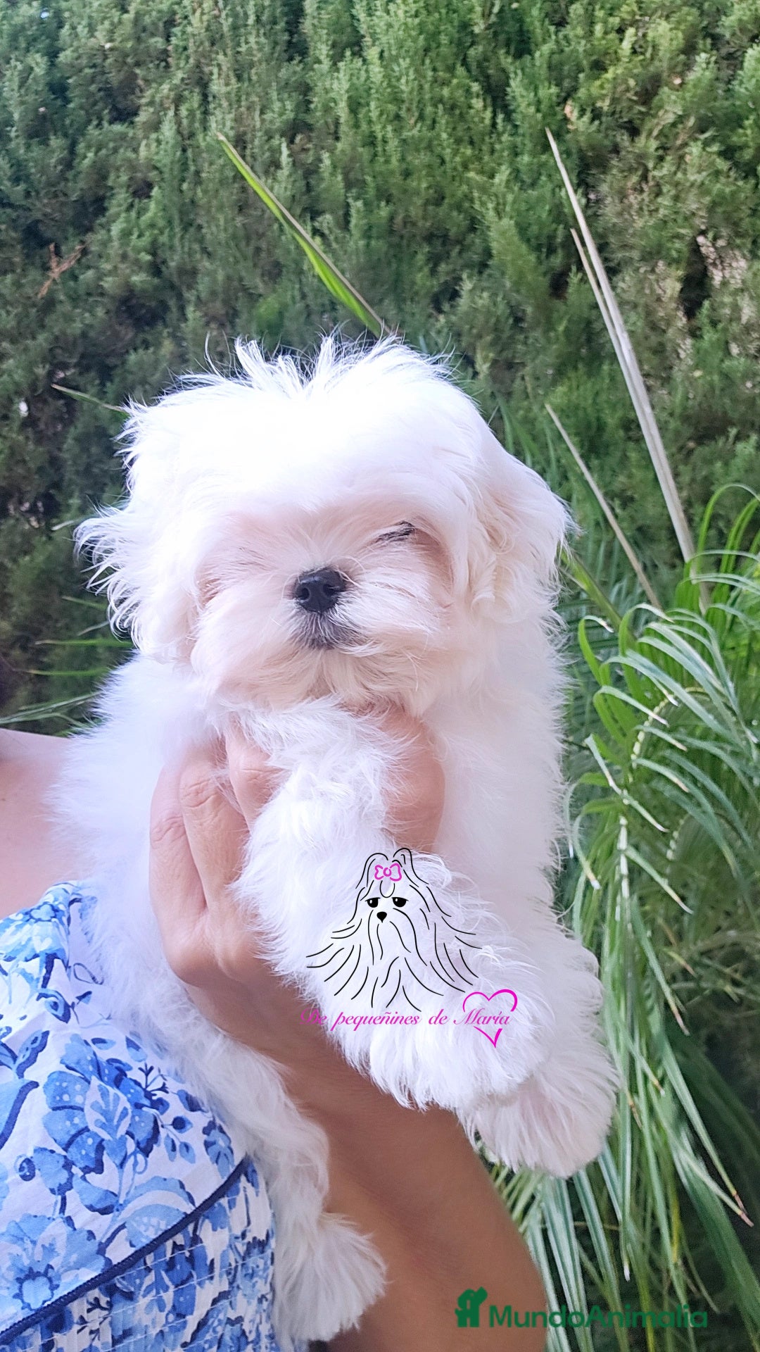 Bichón Maltés perros en venta: Bichon maltes coreano miniatura  - Anuncio 3