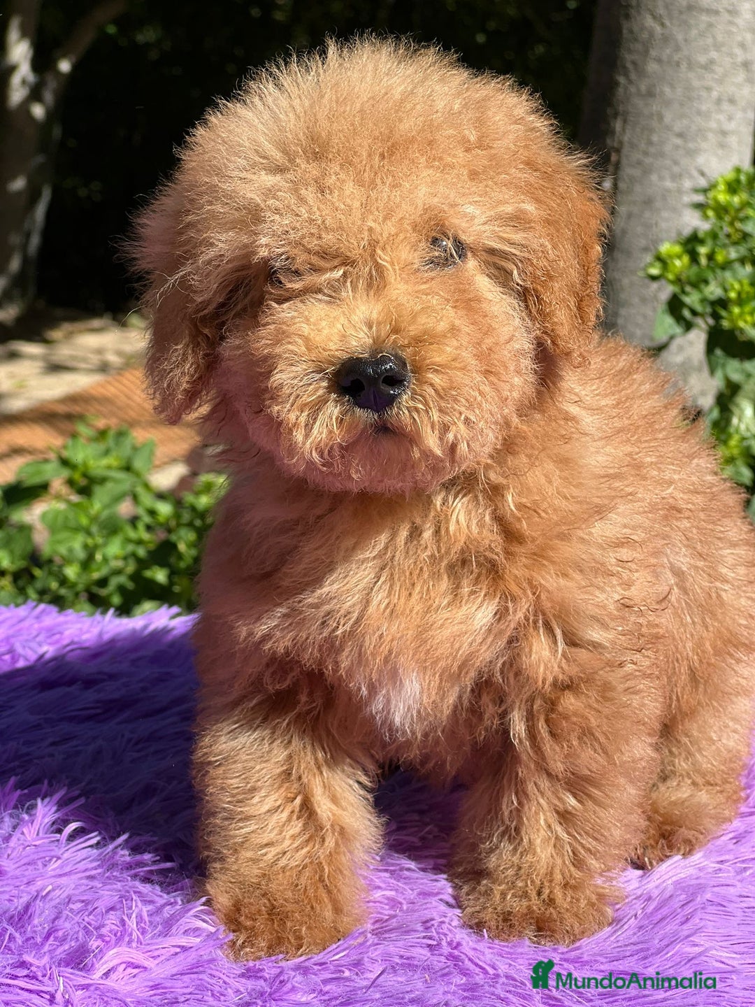 Maltipoo perros en venta: MALTIPOO DISPONIBLES - Imagen 1