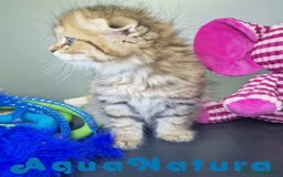 Scottish Fold gatos en venta: Scottish Fold Macho 7906 AQUANATURA - Imagen 7