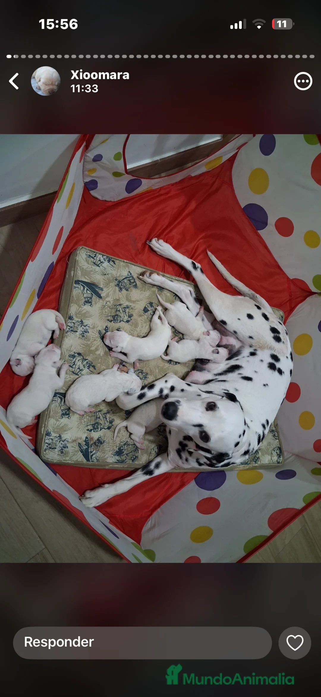 Dálmata perros en venta: Dálmatas macho y hembra disponible 🔥 - Anuncio 1