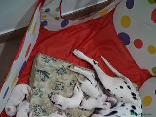 Dálmata perros Dálmatas macho y hembra disponible 🔥 - Anuncio 3