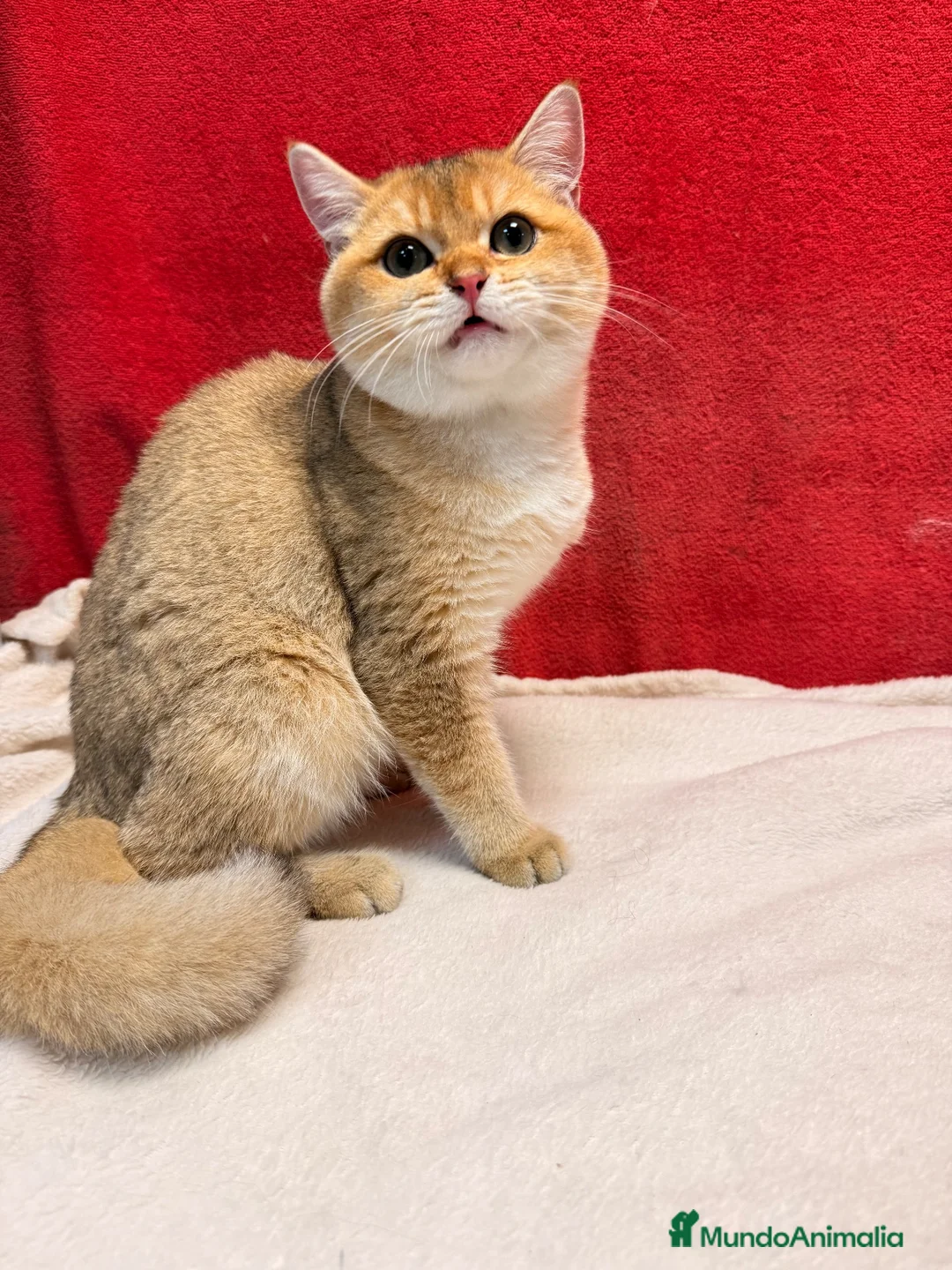 Británico de Pelo Corto gatos en venta: Precioso British Golden dorado - Anuncio 1