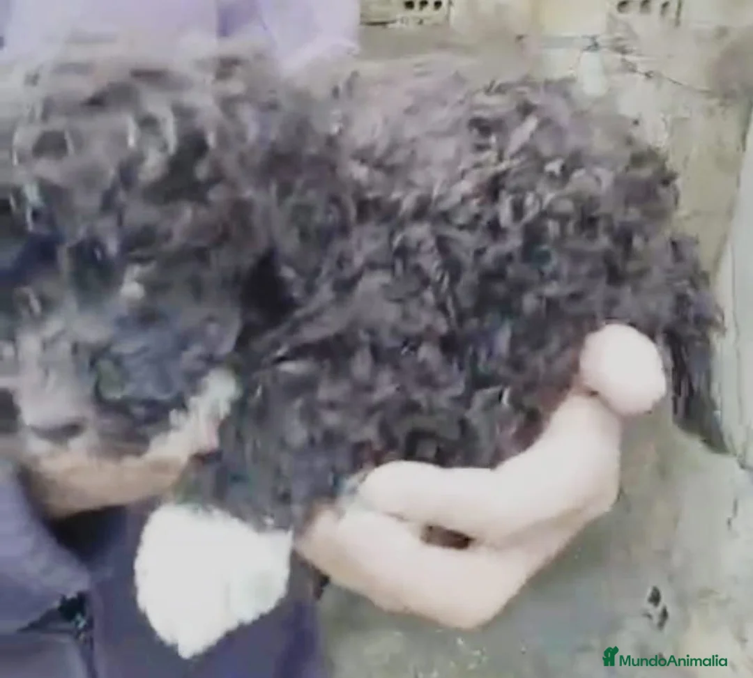 Perro de Agua Español perros en venta: Perro de agua  - Anuncio 11