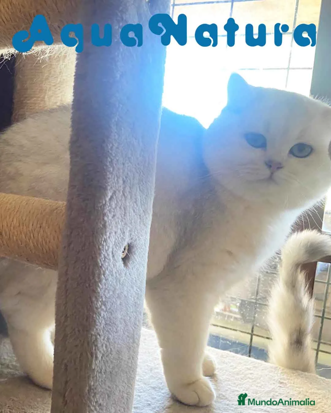 Británico de Pelo Corto gatos en venta: British Macho 7791 AQUANATURA - Anuncio 2