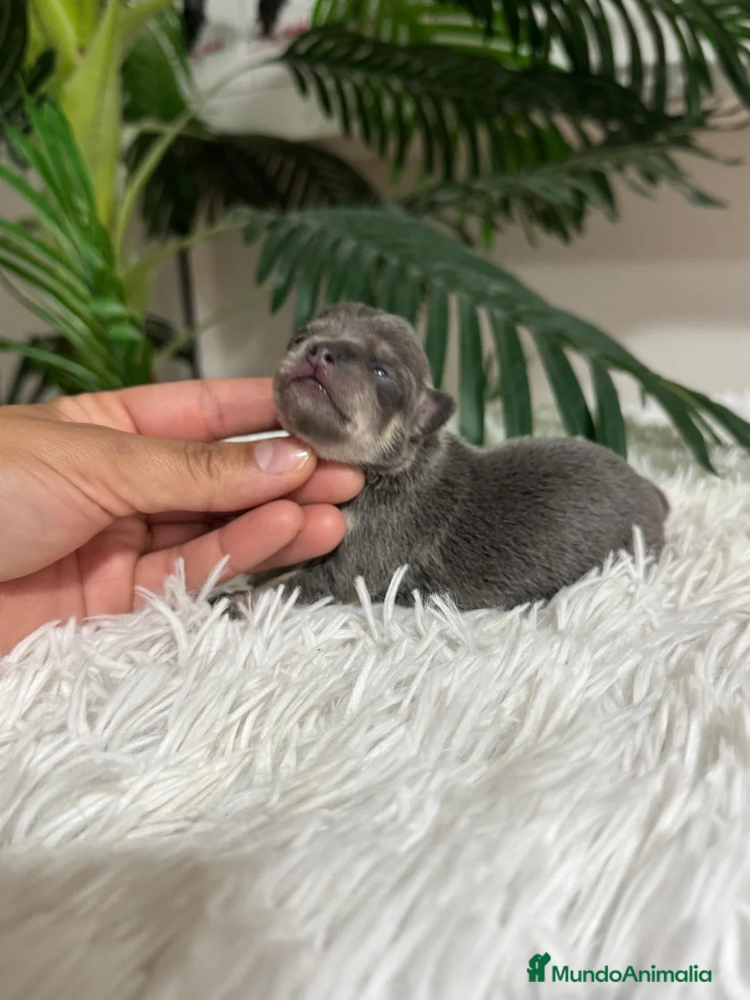 Chihuahua perros en venta: CHIHUAHUA BLUE  - Anuncio 2