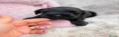 Schnauzer Mediano 2