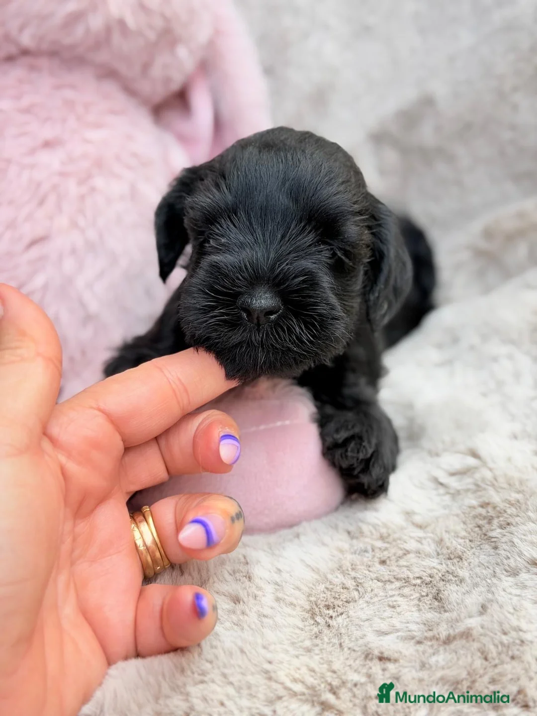 Schnauzer Mediano perros en venta: Camada schnauzer 🐾 - Anuncio 2