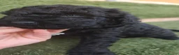 Perro de Agua Español perros en venta: Ultimo Cachorro 🖤 en Madrid - Anuncio 6
