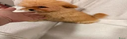 Shihpoo perros en venta: Me llamo Oscar y soy un ShihPoo  - Anuncio 3