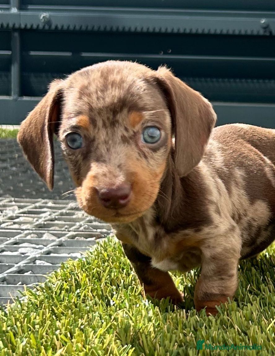 Teckel Miniatura perros Teckel miniatura  - Anuncio 3