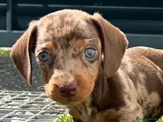 Teckel Miniatura perros Teckel miniatura - Anuncio 5