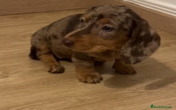 Teckel Miniatura perros en venta: Increíbles Teckel miniatura y Kaninchen .601144783 - Imagen 4