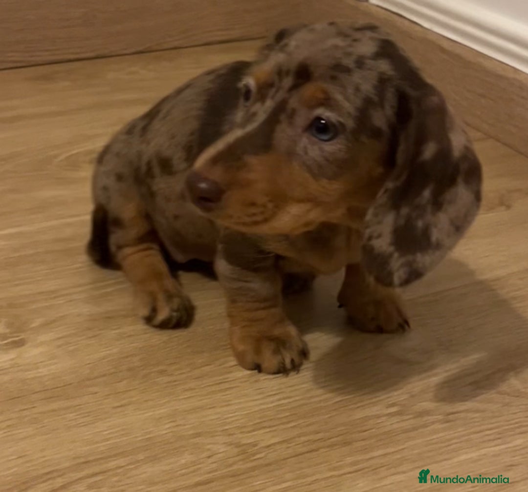 Teckel Miniatura perros en venta: Increíbles Teckel miniatura y Kaninchen .601144783 - Imagen 4