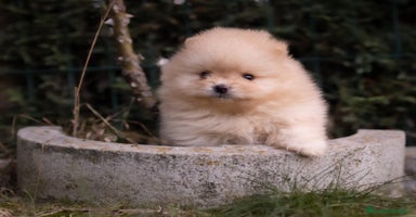 Pomerania perros - Propaganda 11