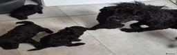 Caniche Toy perros en venta: Caniche toy - Anuncio 5