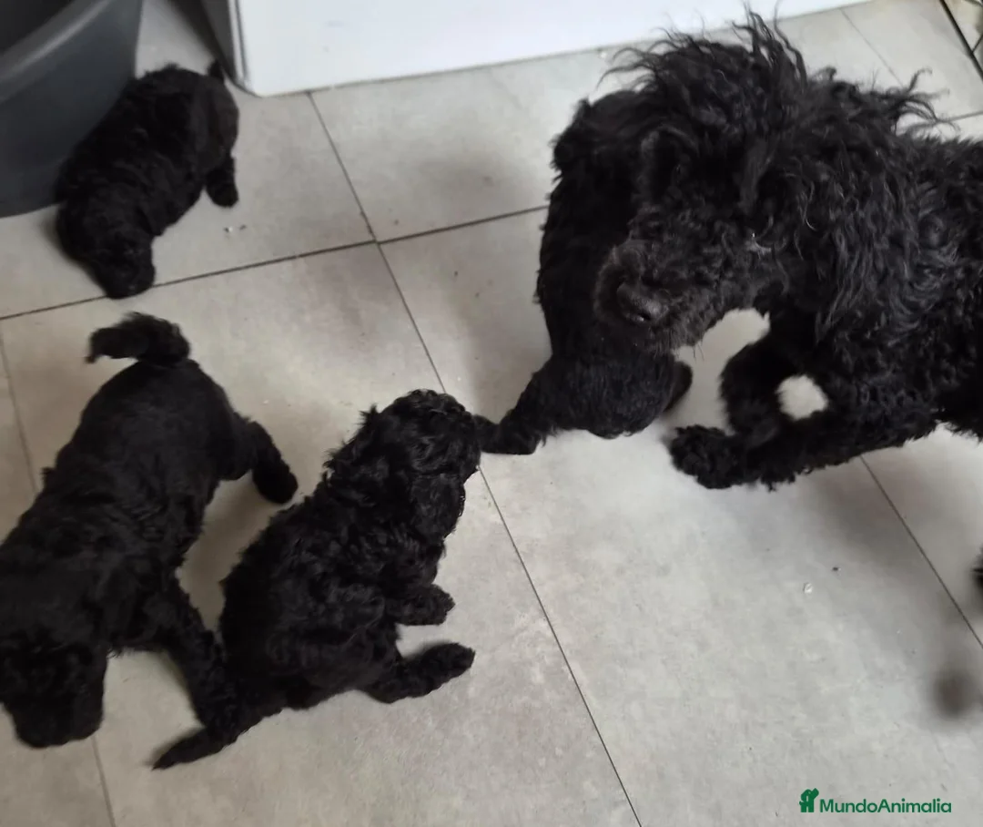 Caniche Toy perros en venta: Caniche toy - Anuncio 5