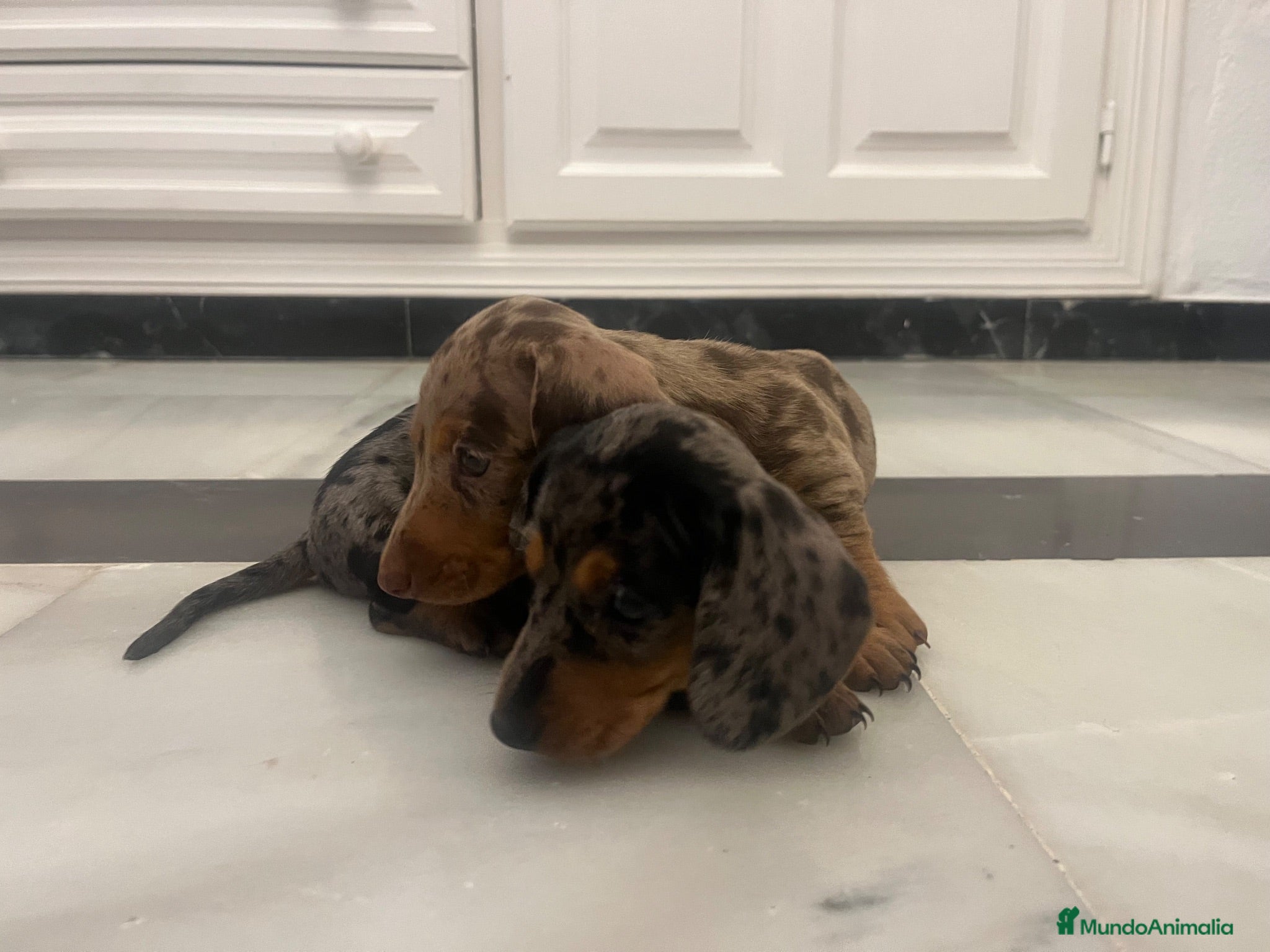 Teckel Miniatura perros Espectaculares Teckel Kaninchen 601144783 - Anuncio 1