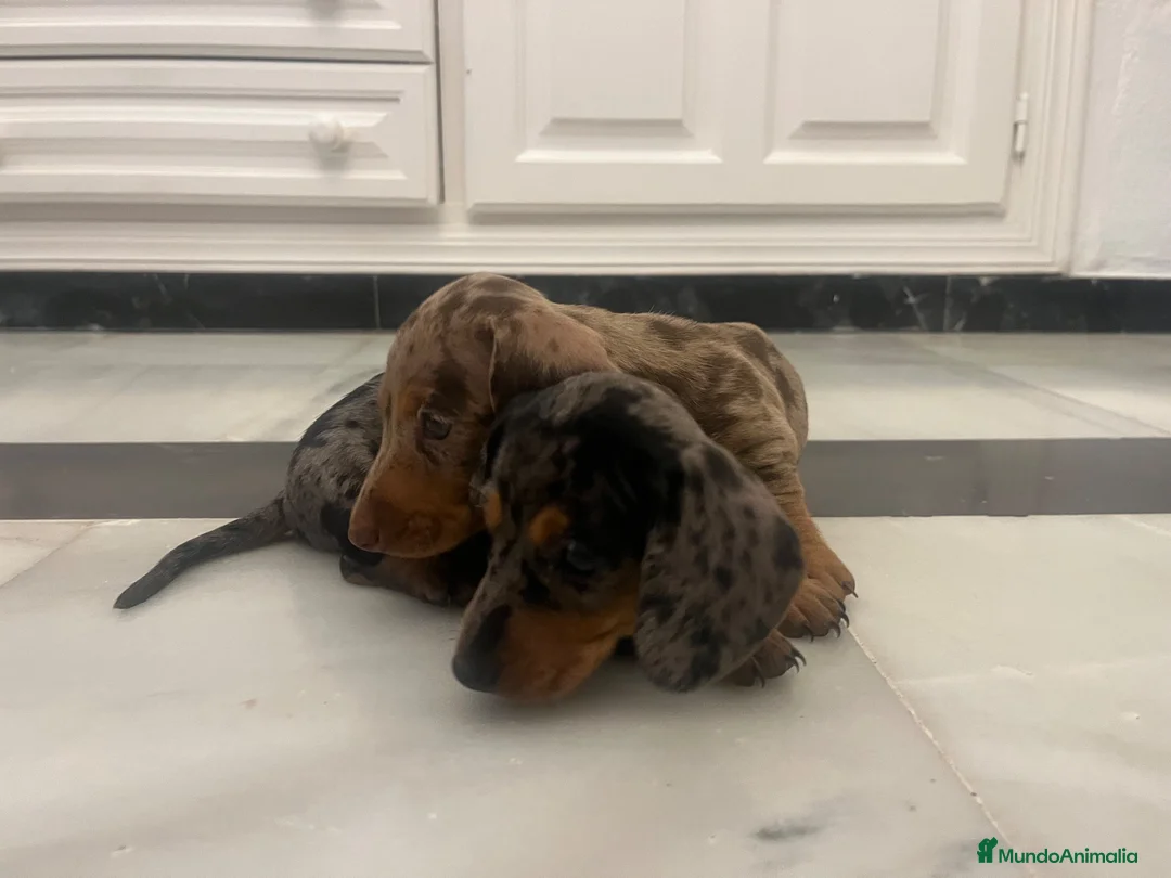Teckel Miniatura perros en venta: Espectaculares Teckel Kaninchen 601144783 - Anuncio 1