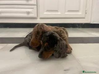 Teckel Miniatura perros Espectaculares Teckel Kaninchen 601144783 - Anuncio 1